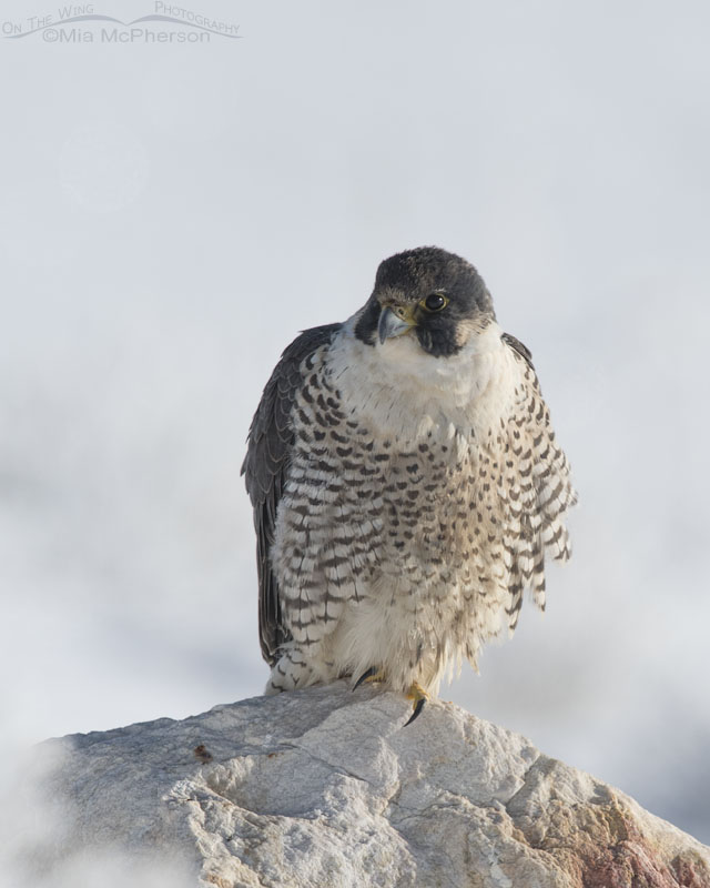 Snowy Peregrine Falcon, Antelope Island State Park, Davis County, Utah