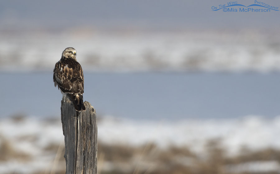Immature Rough-legged Hawk surveying the marsh at Bear River MBR, Box Elder County, Utah