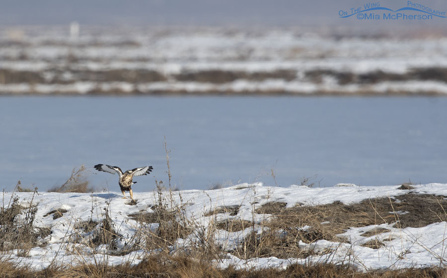 Immature Rough-legged Hawk after capturing prey on the marsh at Bear River MBR, Box Elder County, Utah