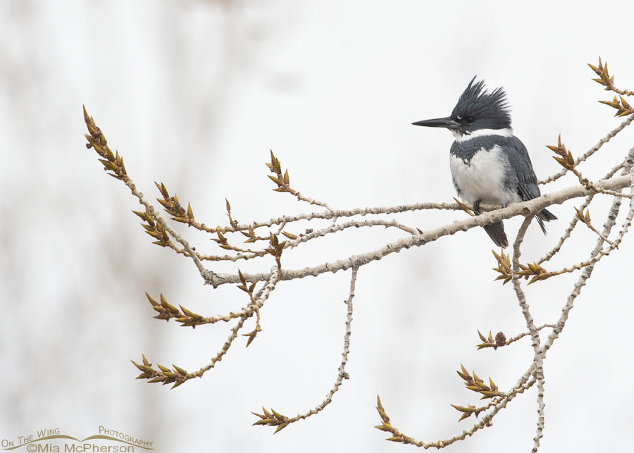 High key male Belted Kingfisher perched in a tree, Salt Lake County, Utah