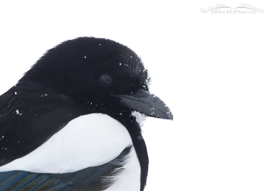 Black-billed Magpie portrait in a winter whiteout, Antelope Island State Park, Davis County, Utah