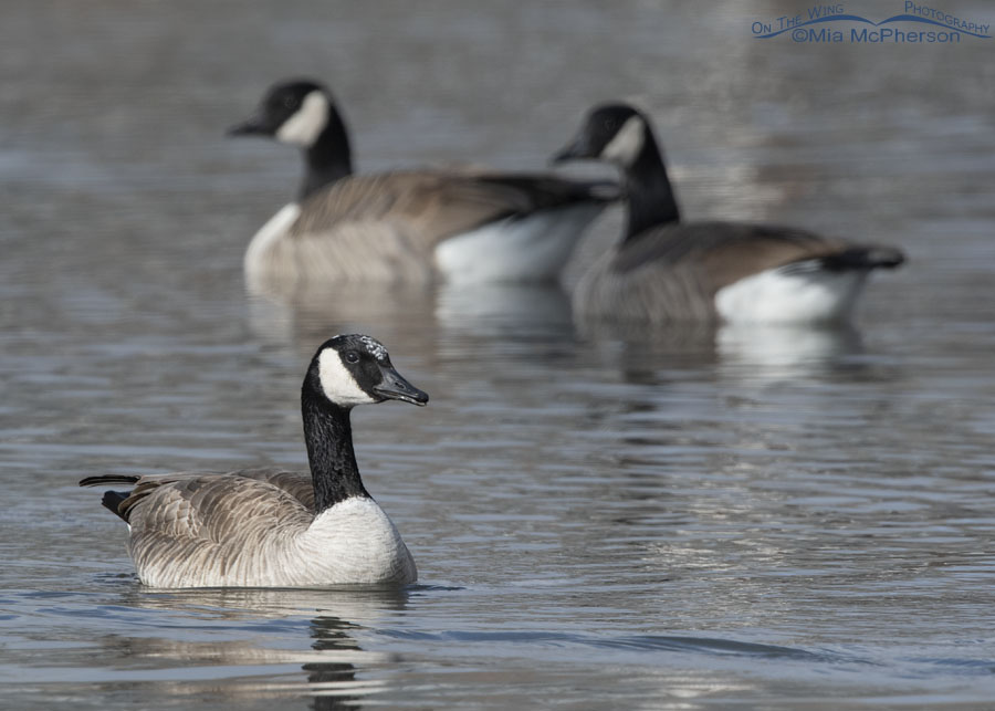 Canada Goose with white plumage on its head - view of the right side, Salt Lake County, Utah