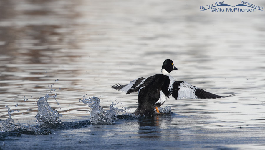 Intruding male Common Goldeneye moving quickly away from being chased off, Salt Lake County, Utah