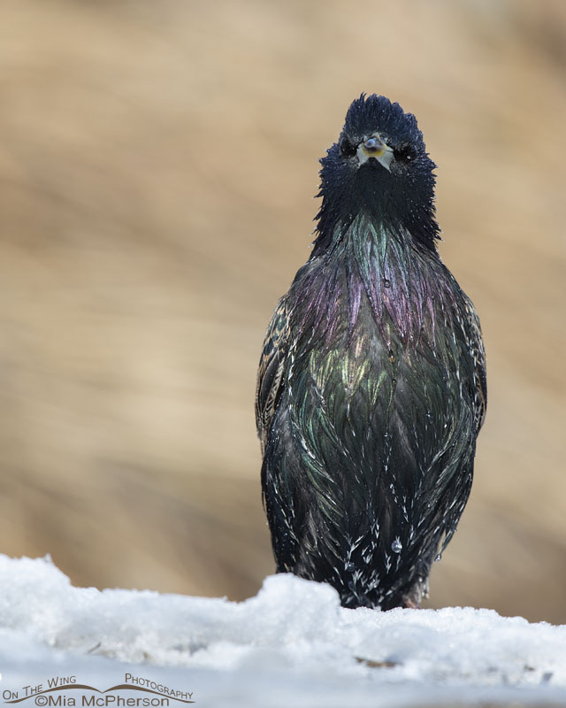 Wet and bedraggled European Starling in snow, Salt Lake County, Utah