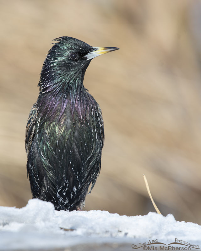 European Starling after taking a bath in winter, Salt Lake County, Utah