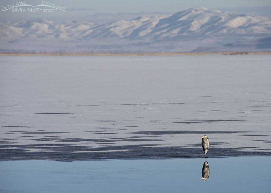 Great Blue Heron and the frozen marsh at Bear River MBR, Box Elder County, Utah
