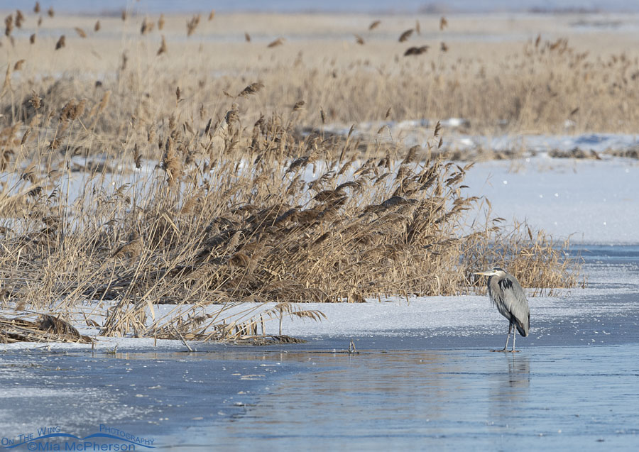 Adult Great Blue Heron and the wintry marsh of Bear River MBR, Box Elder County, Utah