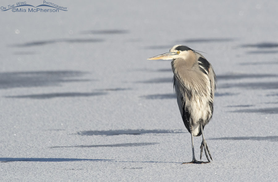 Great Blue Heron resting on ice in a cold January morning, Bear River Migratory Bird Refuge, Box Elder County, Utah