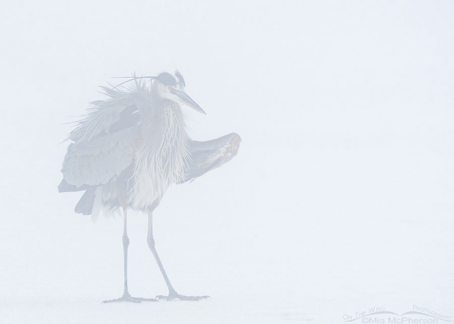 Great Blue Heron shaking on a snowy and foggy day, Bear River Migratory Bird Refuge, Box Elder County, Utah