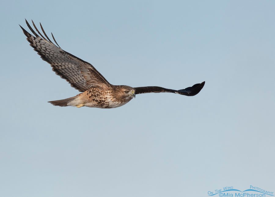 Adult Red-tailed Hawk on the wing over Bear River MBR, Box Elder County, Utah