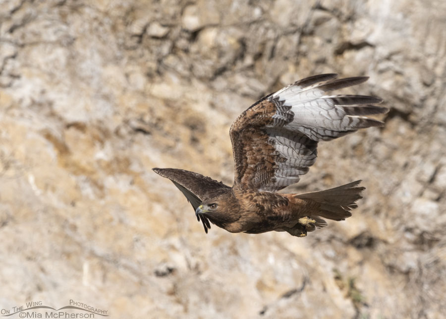 Rufous Red-tailed Hawk female flying past me, Box Elder County, Utah