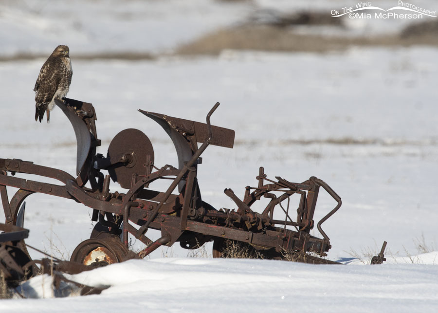 Adult Red-tailed Hawk perched on old, rusty farm machinery, Bear River Migratory Bird Refuge, Box Elder County, Utah