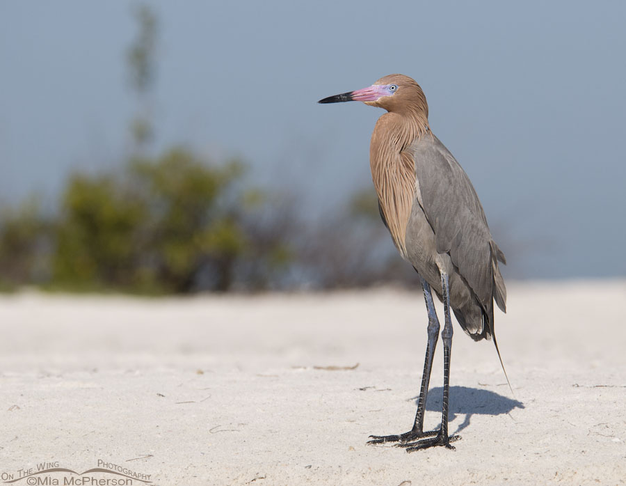 Adult dark morph Reddish Egret resting on a sandy beach, Fort De Soto County Park, Pinellas County, Florida