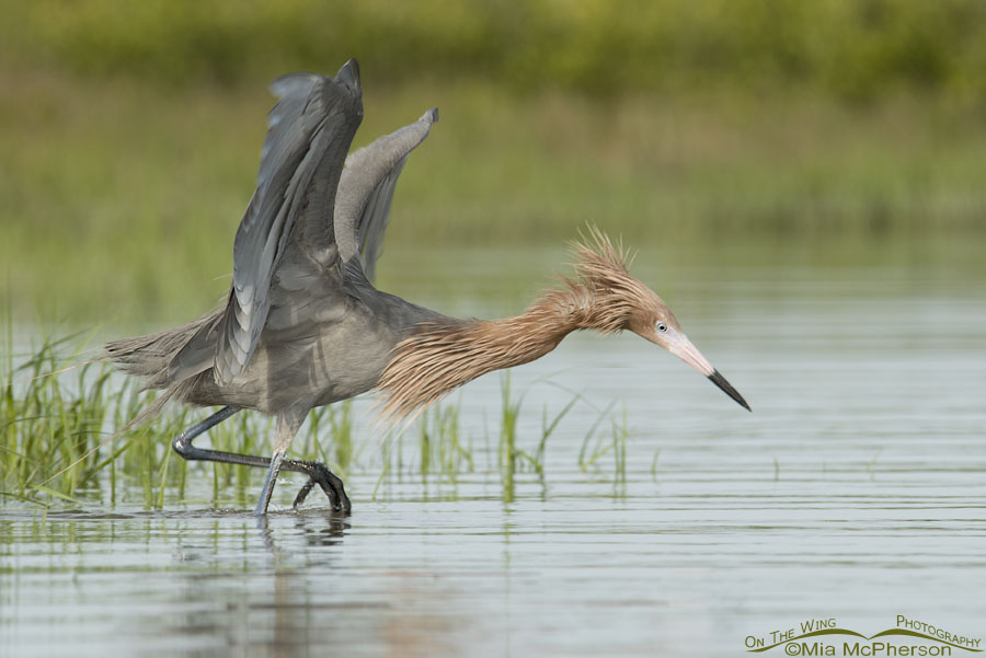 Reddish Egret actively foraging in a lagoon, Fort De Soto County Park, Pinellas County, Florida