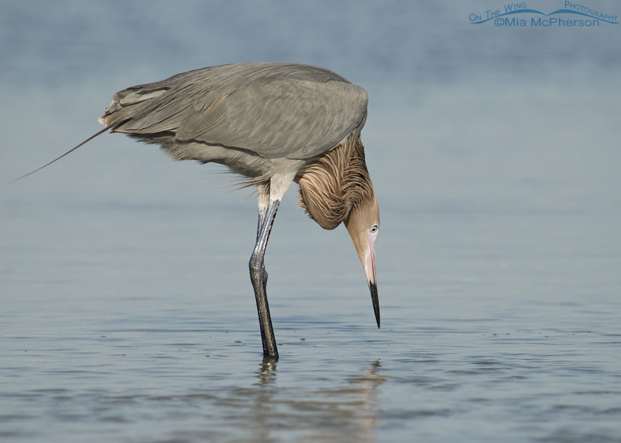 Dark morph Reddish Egret staring at the water of a lagoon, Fort De Soto County Park, Pinellas County, Florida