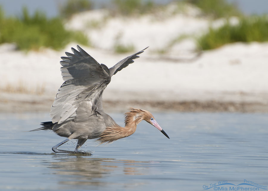 Dark morph Reddish Egret foraging in front of a sand dune, Fort De Soto County Park, Pinellas County, Florida