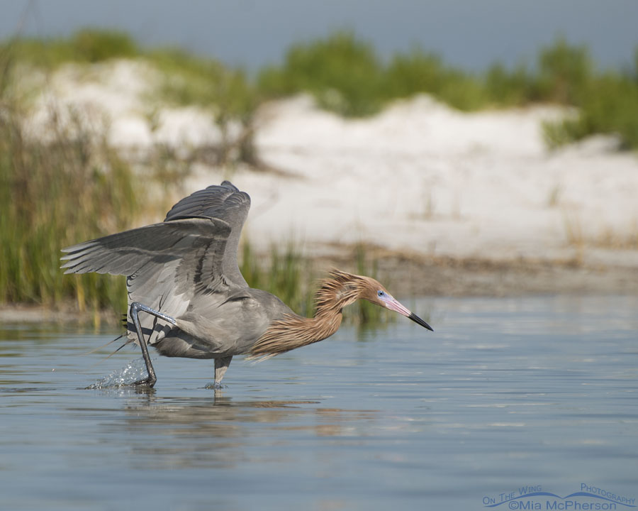 Reddish Egret hunting by the sand dunes, Fort De Soto County Park, Pinellas County, Florida