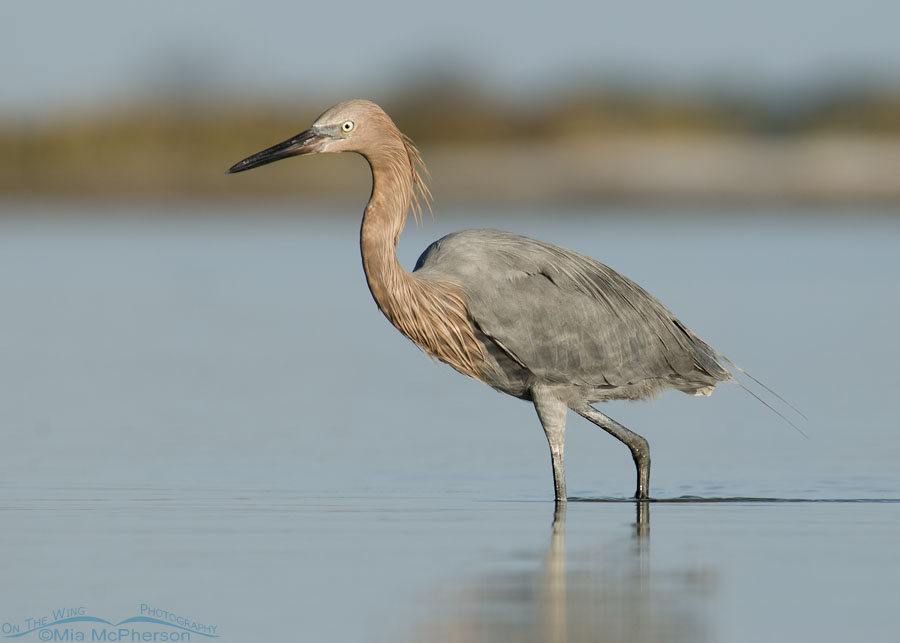 Reddish Egret moving through the water of a calm lagoon, Fort De Soto County Park, Pinellas County, Florida