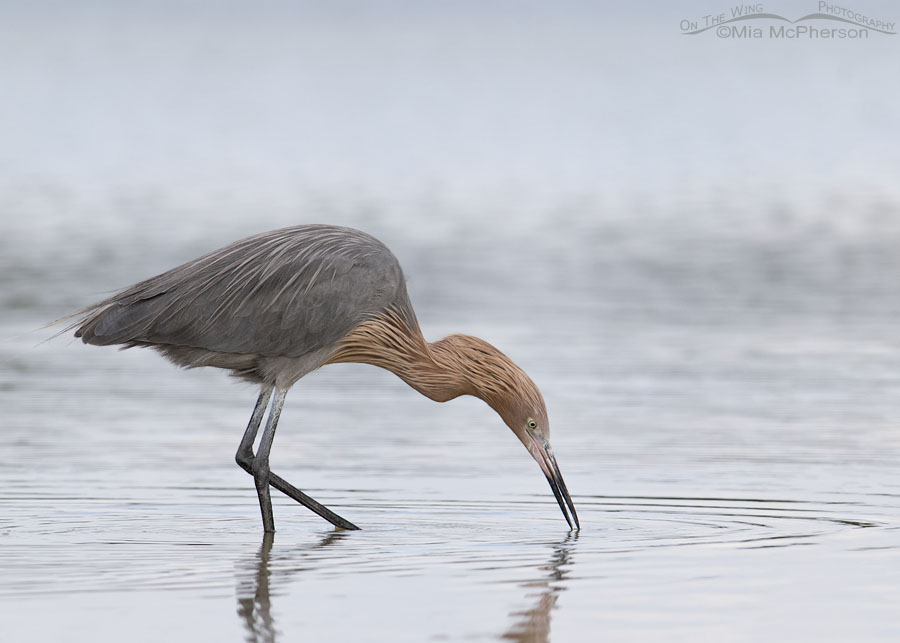 Reddish Egret foraging in low light, Fort De Soto County Park, Pinellas County, Florida
