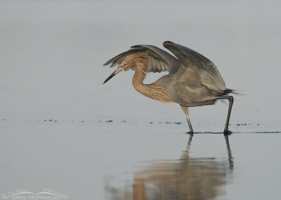 Reddish Egret foraging in a lagoon at sunset, Fort De Soto County Park, Pinellas County, Florida