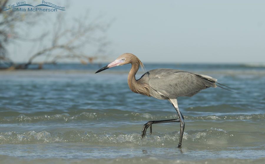 Reddish Egret hunting along the Gulf Coast, Fort De Soto County Park, Pinellas County, Florida