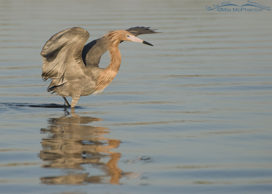 Reddish Egret and rippled reflection, Fort De Soto County Park, Pinellas County, Florida