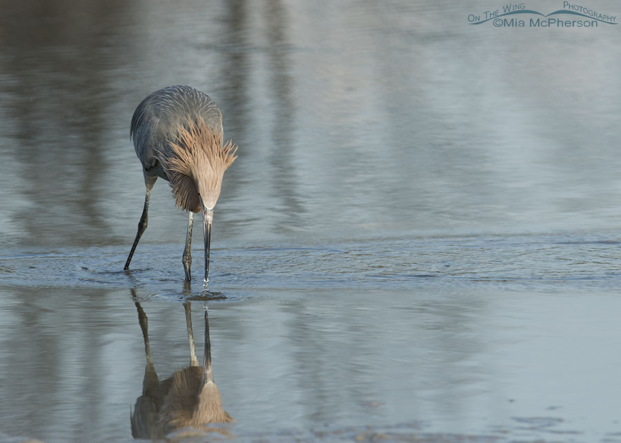 Reddish Egret foraging in a blue lagoon, Fort De Soto County Park, Pinellas County, Florida