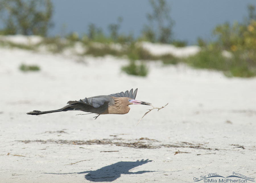 Reddish Egret in flight with nesting materials, Fort De Soto County Park, Pinellas County, Florida