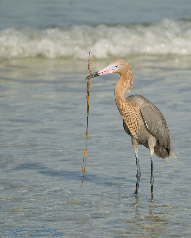 Reddish Egret on the Gulf Coast with nesting materials, Fort De Soto County Park, Pinellas County, Florida