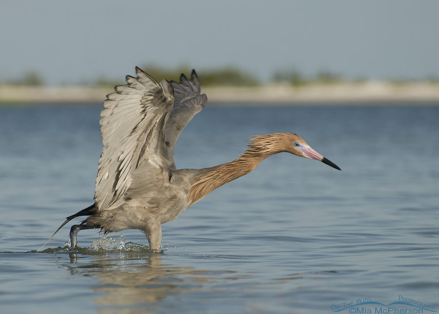 Dark morph Reddish Egret with oil tipped feathers, Fort De Soto County Park, Pinellas County, Florida