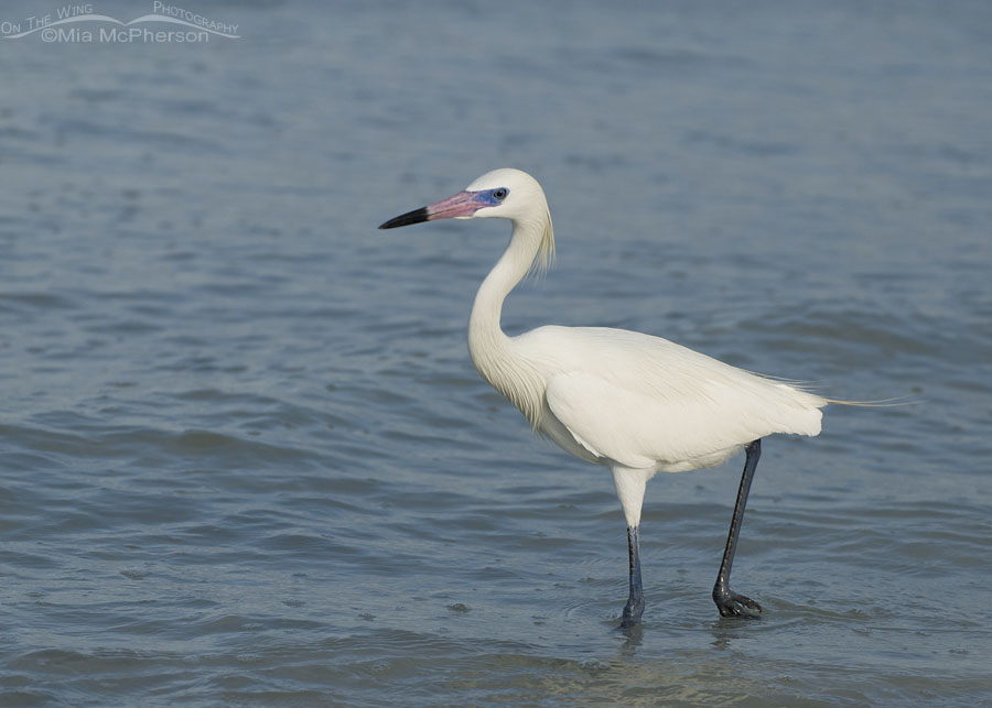 Gulf Coast white morph Reddish Egret in breeding plumage, Fort De Soto County Park, Pinellas County, Florida