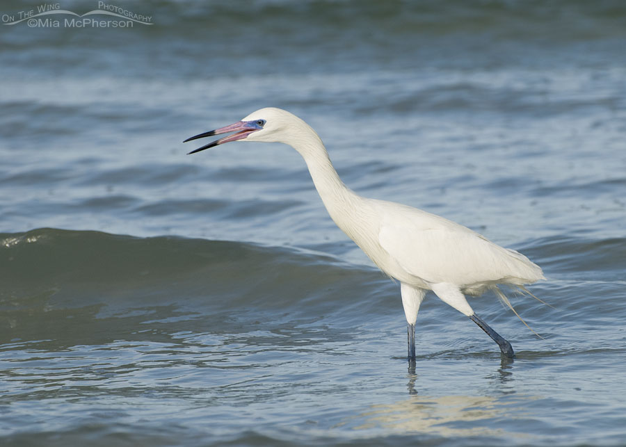Calling white morph Reddish Egret in breeding plumage, Fort De Soto County Park, Pinellas County, Florida