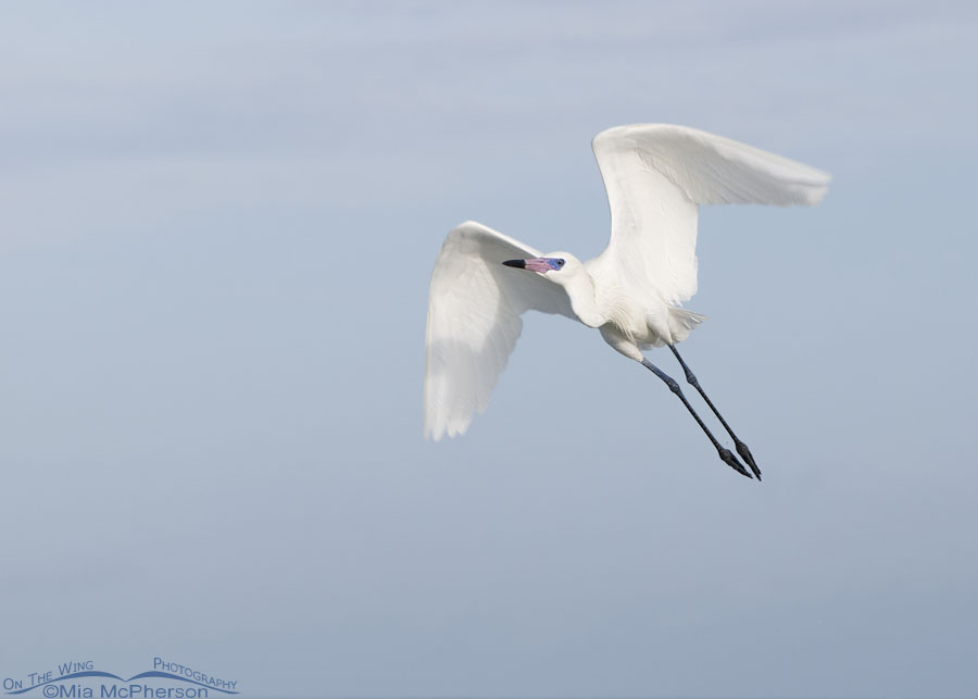 White morph Reddish Egret in flight over the Gulf of Mexico, Fort De Soto County Park, Pinellas County, Florida