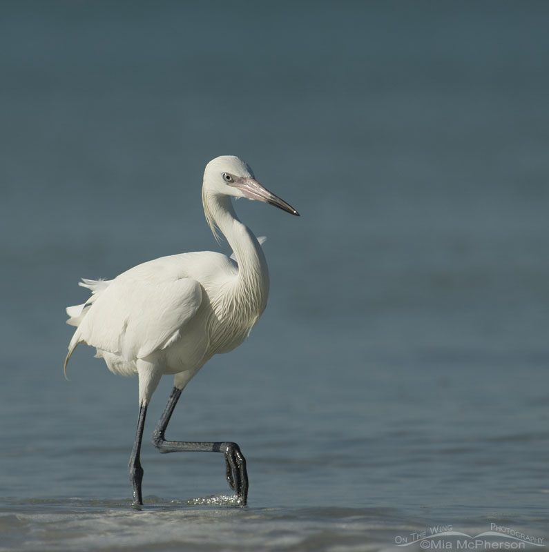 Adult white morph Reddish Egret looking for prey on the Gulf Coast, Fort De Soto County Park, Pinellas County, Florida