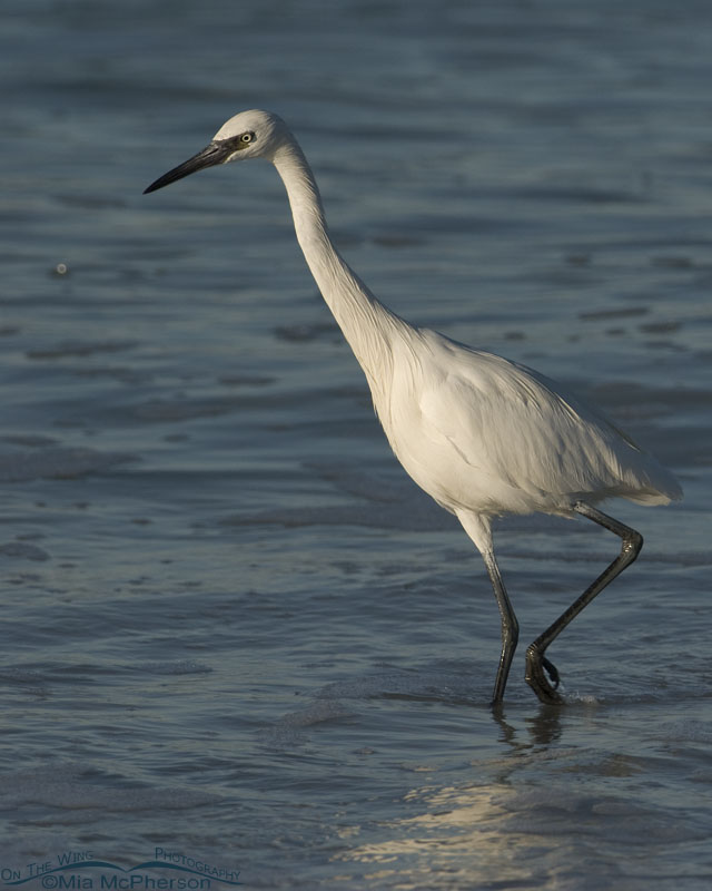 Reddish Egret white morph adult in the warm water of the Gulf, Fort De Soto County Park, Pinellas County, Florida
