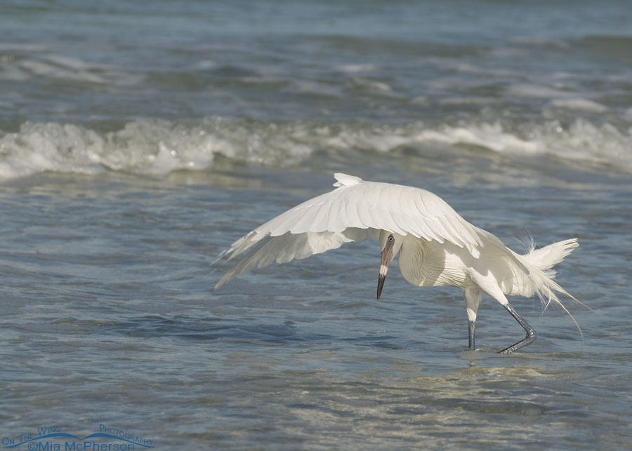 White morph Reddish Egret and Canopy-Feeding pose, Fort De Soto County Park, Pinellas County, Florida