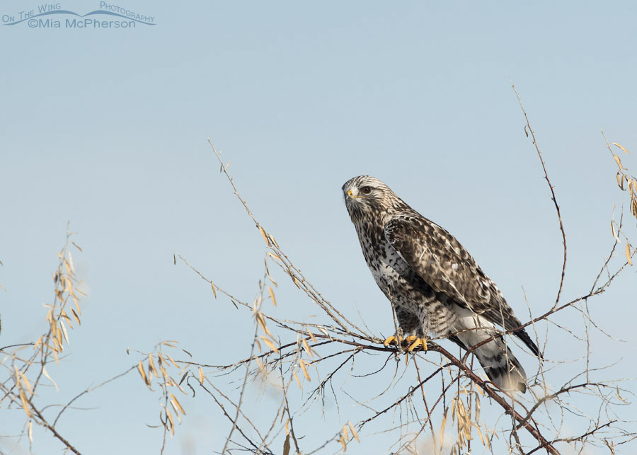 Male Rough-legged Hawk perched on a Russian Olive tree, Bear River Migratory Bird Refuge, Box Elder County, Utah