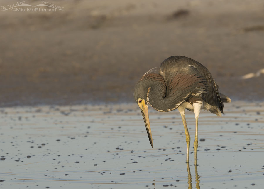 Tricolored Heron gazing at the water in a tidal lagoon, Fort De Soto County Park, Pinellas County, Florida