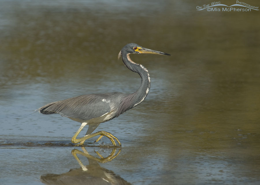 Adult Tricolored Heron foraging and running in a lagoon, Fort De Soto County Park, Pinellas County, Florida