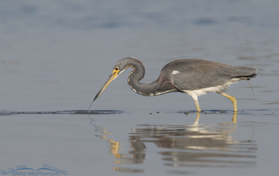 Tricolored Heron with water pouring from its bill, Fort De Soto County Park, Pinellas County, Florida