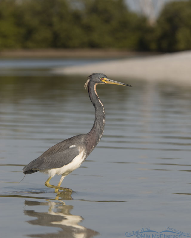 Adult Tricolored Heron foraging for prey in a tidal lagoon, Fort De Soto County Park, Pinellas County, Florida