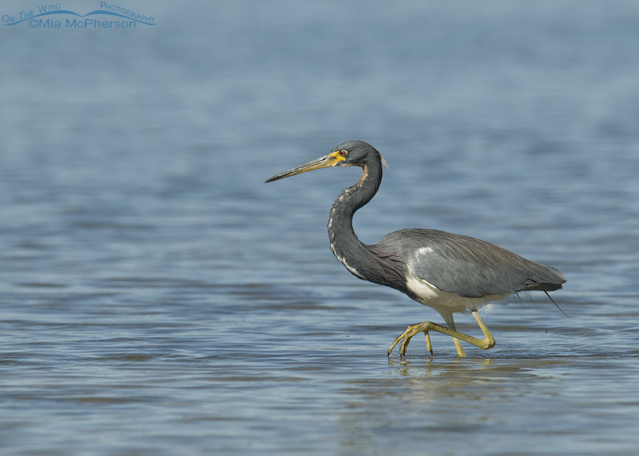 Adult Tricolored Heron foraging for prey in a blue lagoon, Fort De Soto County Park, Pinellas County, Florida