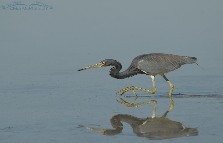 Tricolored Heron crouching over a lagoon, Fort De Soto County Park, Pinellas County, Florida