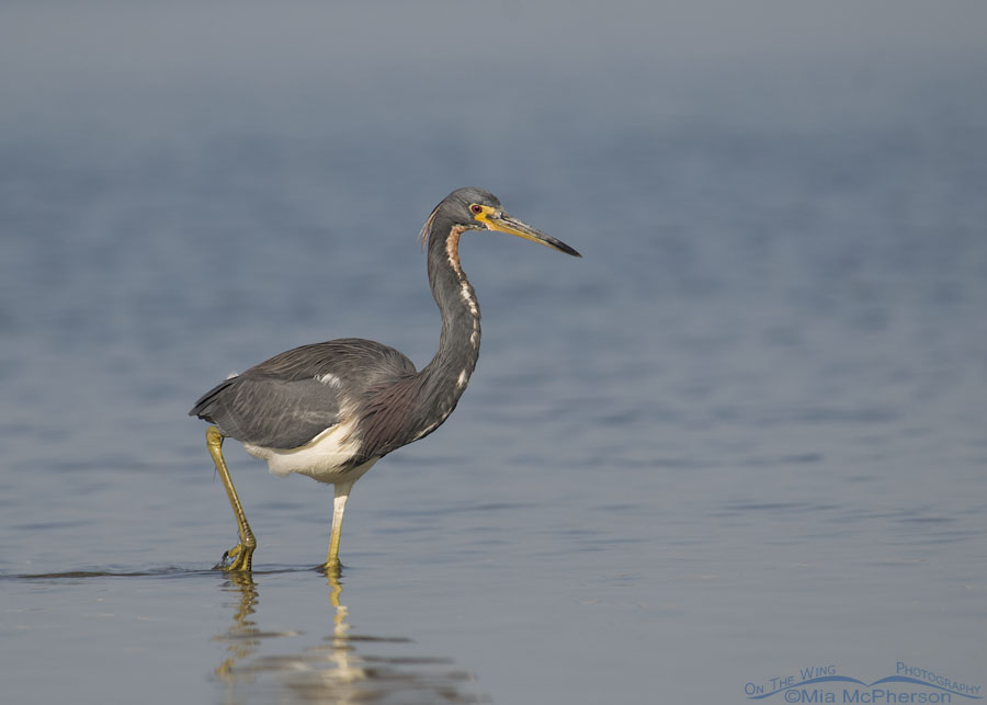 Adult Tricolored Heron walking through a tidal lagoon, Fort De Soto County Park, Pinellas County, Florida