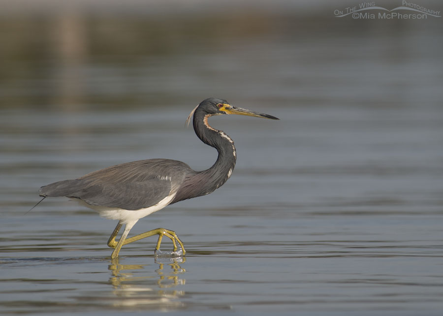 Tricolored Heron adult on the hunt, Fort De Soto County Park, Pinellas County, Florida