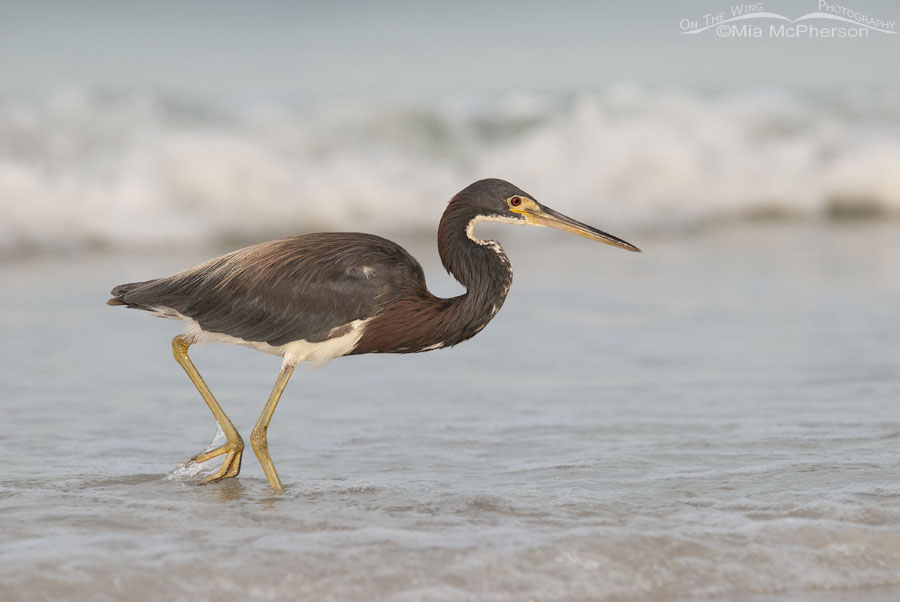 Tricolored Heron foraging in low light, Fort De Soto County Park, Pinellas County, Florida