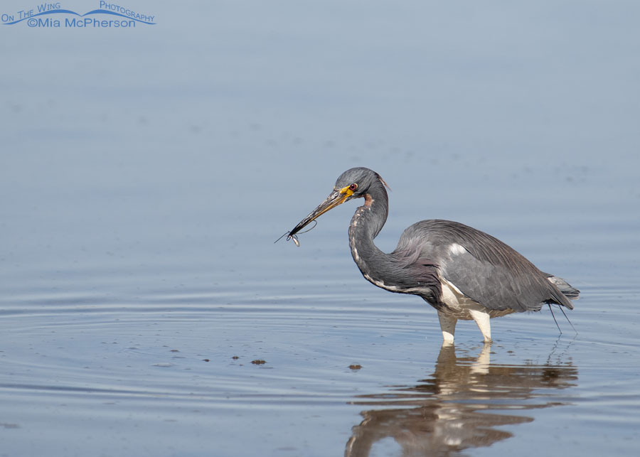 Adult Tricolored Heron with a tiny fish in its bill, Fort De Soto County Park, Pinellas County, Florida