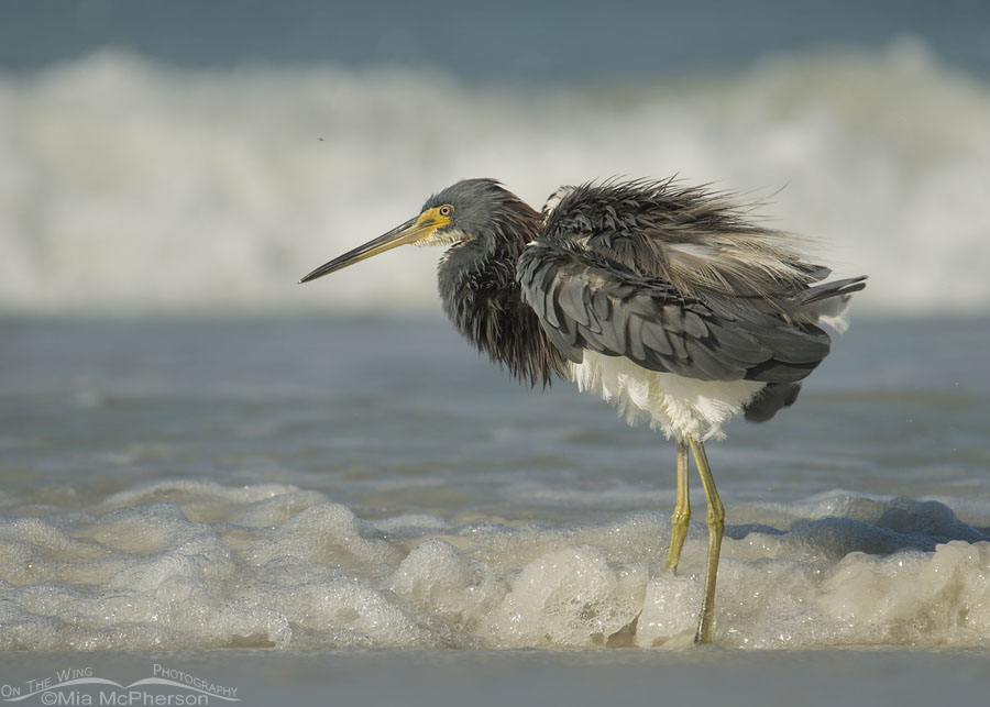 Adult Tricolored Heron shaking its feathers on the shore of the Gulf of Mexico, Fort De Soto County Park, Pinellas County, Florida