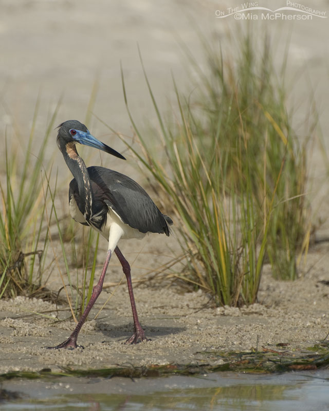 Tricolored Heron Images