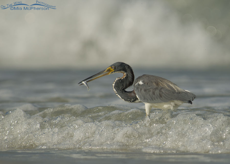 Tricolored Heron adult with prey in the waves of the Gulf of Mexico, Fort De Soto County Park, Pinellas County, Florida
